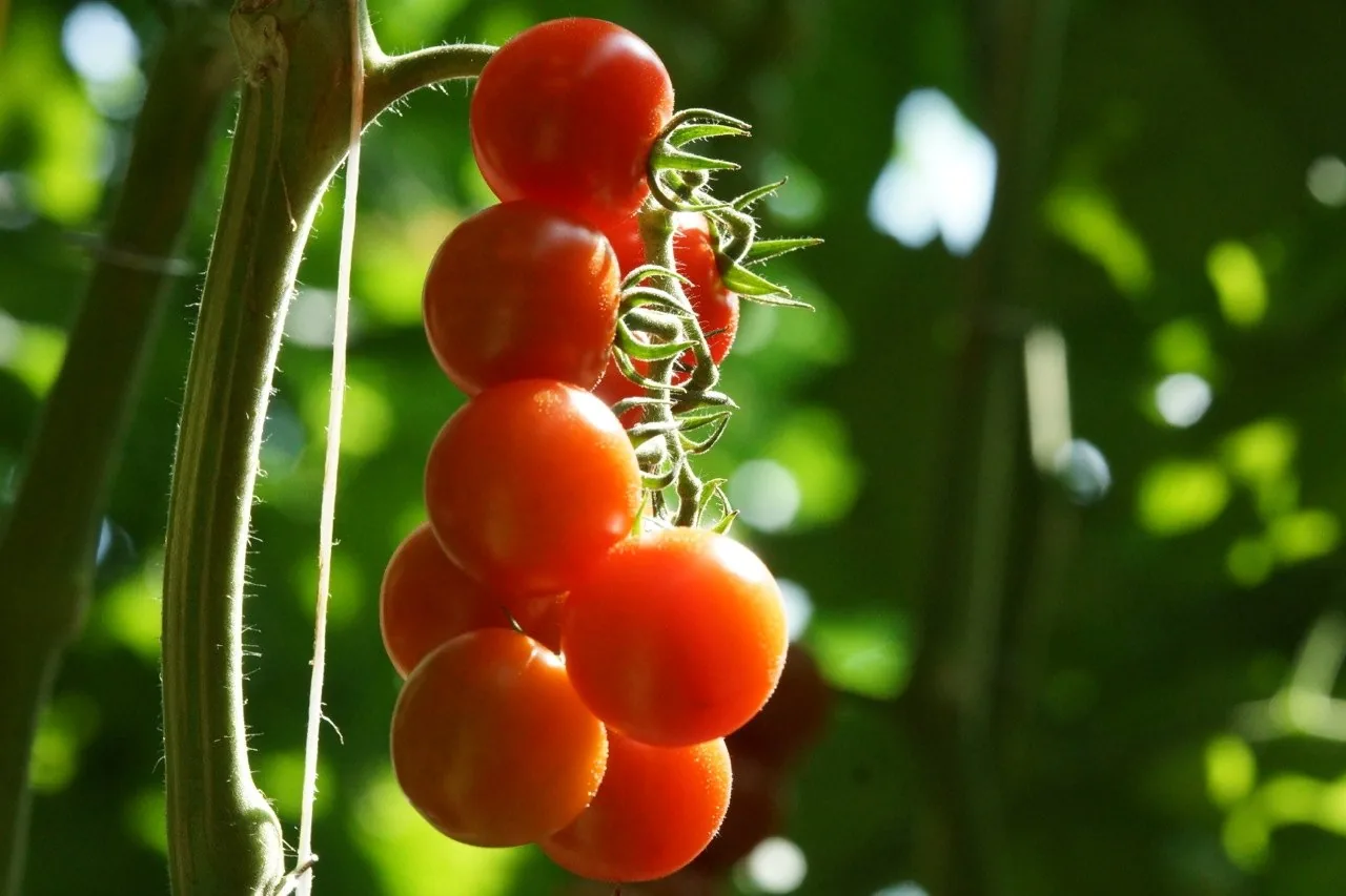 Un grappolo di pomodorini ciliegino rossi ancora sulla pianta